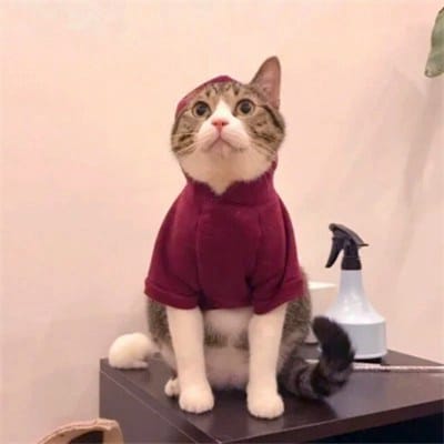 عیشہ بخت avatar